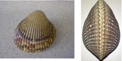 <p>coggles, live shallow in sediment, use foot to do underwater cartwheels as escape response</p>