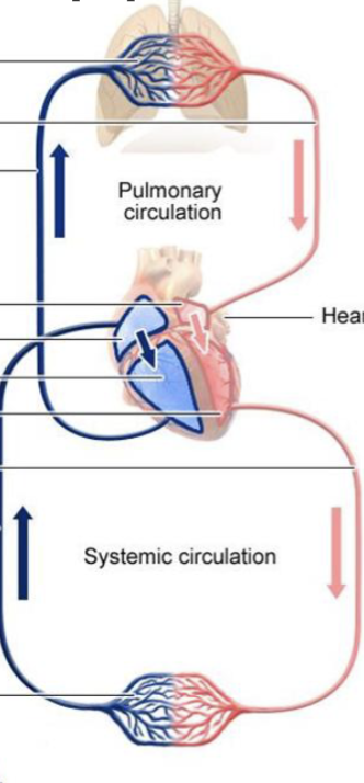 <p>the heart consists of 2 separate pumps:</p><p>pulmonary circulation - pumps blood thru lungs, where blood picks up oxygen and dumps CO2, and then blood travels back</p><p>systemic circulation - pumps blood thru body’s tissues, supplying them w/ oxygen and nutrients and removing CO2</p><p>—</p><p>left side of heart has thicker muscular wall (must generate much force)</p>
