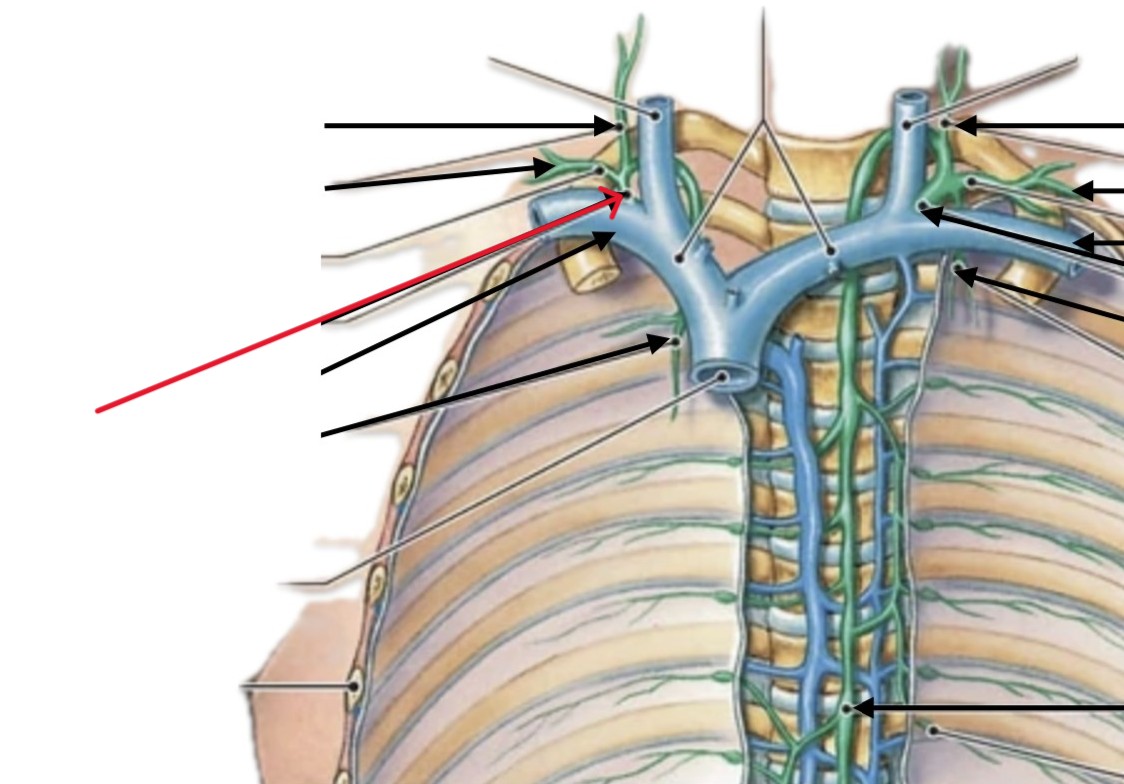 <p>Which lymphatic duct:</p><ul><li><p>On right side of body</p></li></ul><p></p>