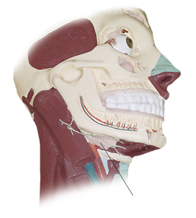 <p><span>Name the structure</span></p>