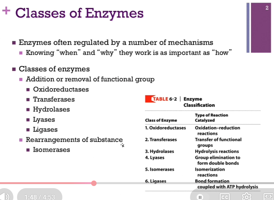 <p>Enzymes are often regulated by a number of mechanisms: Knowing “when” and “why” they work is as important as “how.” Video: Enzymes are often regulated by a number of mechanisms depending on the importance of the reaction which they catalyze, SO it’s not just a matter of knowing how they work, that is, what is their mechanism of action but also, under what conditions do they work, what regulates, and when they work, and why is that significant. </p><p>There are 6 classes of enzymes! (responsible to know!!) (know 6 classes AND the type of reactions they catalyze!) (if gave a reaction, you should be able to tell what type of reaction that was and the CLASS OF ENZYME THAT CATALYZES IT). Most of them involve the addition or removal of some functional group!</p><p></p><p>Classes of enzymes (6): </p><p><strong>Addition or removal of functional group:</strong></p><p>Oxidoreductases: They CATALYZE reactions that involve an oxidation and reduction. </p><p>Transferases: Involve the transfer of a functional group. They’re transferring that group from one molecule to another!</p><p>Hydrolases: They CATALYZE hydrolysis reactions. They are breaking (lysis) a bond by adding water. </p><p>Lyases: They also eliminate a group, but they <strong>thereby form double bonds</strong>. </p><p>Ligases: They involve bond FORMATION, and they <strong>couple </strong>with that <strong>ATP hydrolysis</strong>. </p><p><strong>Rearrangement of substance: </strong></p><p>Isomerases: They ALSO in a sense, add and remove a functional group; they remove some group from ONE location on the molecule and attach it to a different location (BUT WITHIN ONE MOLECULE so different from transferase!), so it’s an isomerization reaction (isomerization reaction: a type of chemical reaction in which a molecule is transformed into another molecule that has the SAME chemical formula but a different arrangement of atoms) (oh! makes sense!)!</p><p></p>