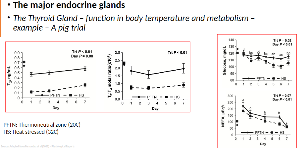 <p><strong>Experiment Setup</strong><br> <strong>PFTN</strong>: Thermoneutral zone (<strong>20°C</strong>)<br> <strong>HS</strong>: Heat-stressed condition (<strong>32°C</strong>)</p><p><strong>Purpose</strong><br> Demonstrates the <strong>calorigenic effect</strong> of <strong>thyroid hormones (T3 and T4)</strong><br> Shows how thyroid activity <strong>regulates metabolic rate</strong> and <strong>helps maintain body temperature</strong> under different environmental conditions</p>