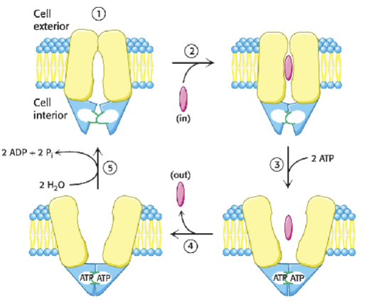 knowt flashcard image