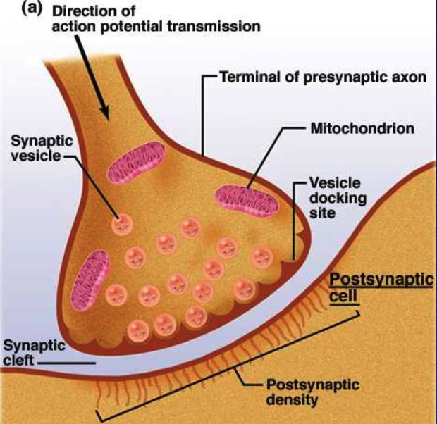 <p>a gap that exists between pre- and post- synpatic cell membranes</p><ul><li><p>rarely, direct continuity in electric impulse = gap junction (cardia and some smooth muscles)</p></li><li><p>in vertebrates, neuronal synapses = predominantly CHEMICAL synapses</p></li></ul><p></p>