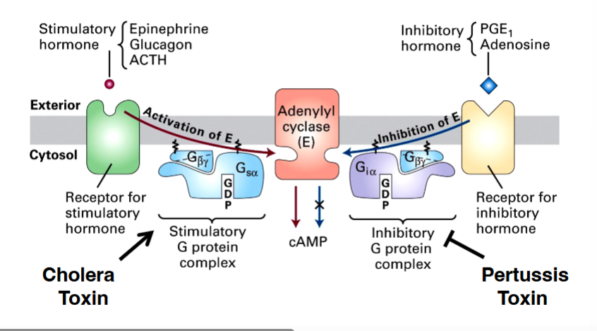 <p><span style="background-color: transparent;"><strong>&nbsp;G Protein-Coupled Receptors: Stimulatory vs. Inhibitory Pathways</strong></span></p>
