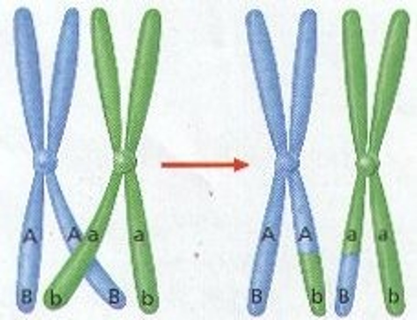 <p>Prophase I; Exchange of DNA between homologous chromosomes.</p>