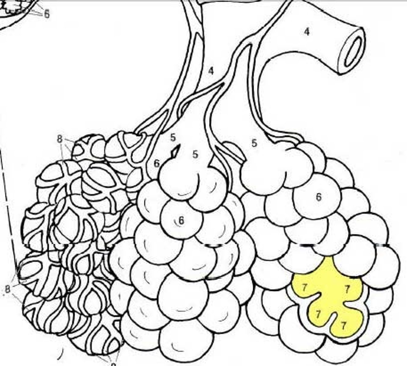 <p>Tiny air sacs in the lungs where exchange of oxygen and carbon dioxide takes place.</p>
