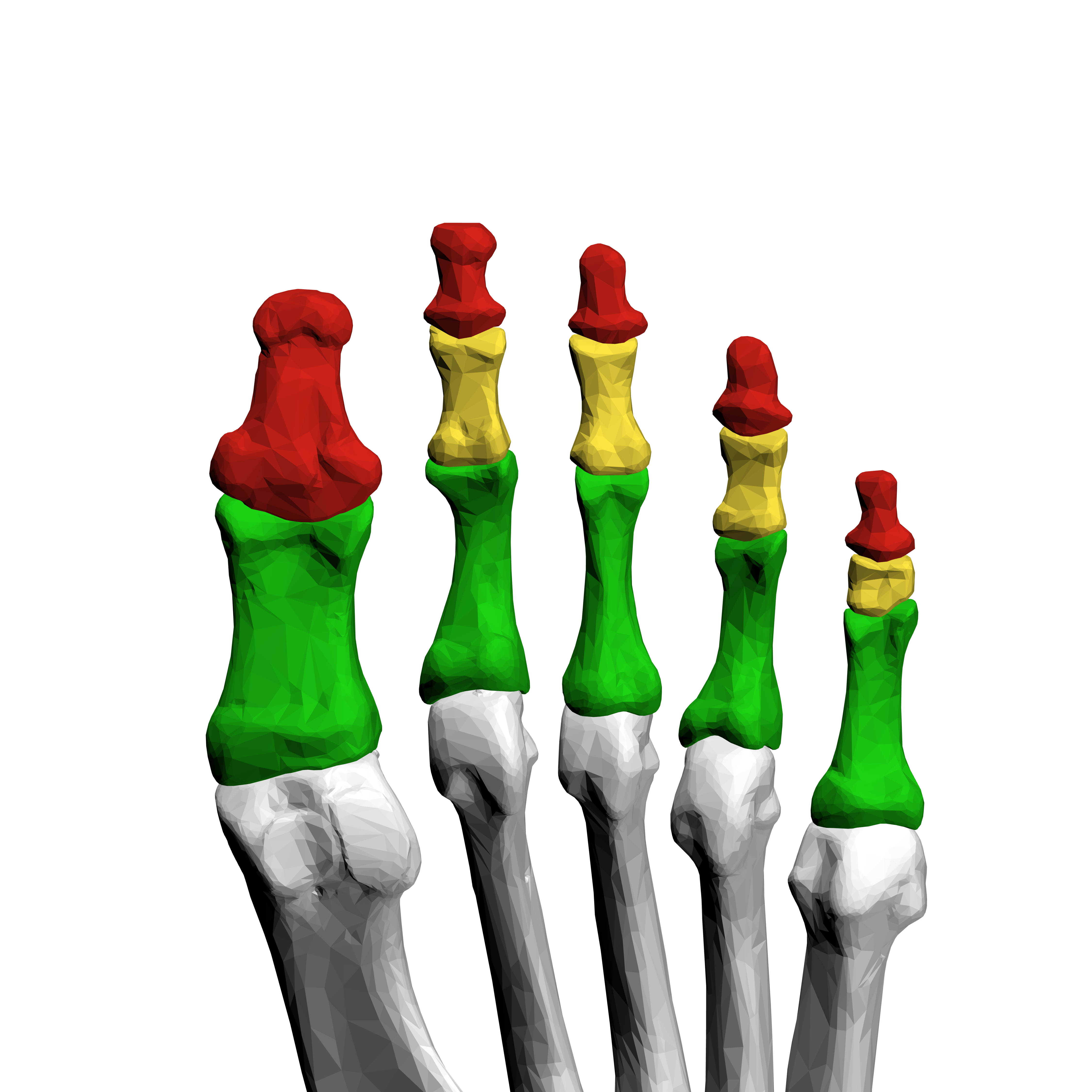 <p>The bones of the toes or fingers</p>