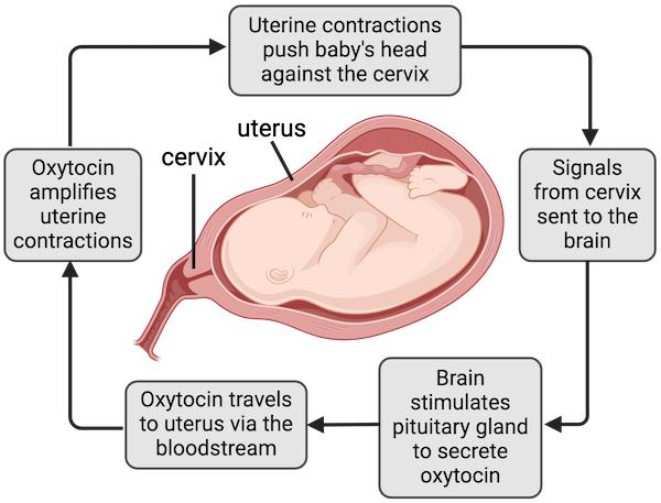 <p>Strengthens or reinforces a change in a controlled condition until interrupted by an external mechanism (e.g., labor contractions)</p>