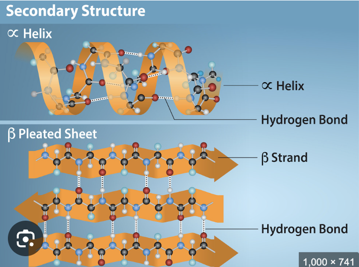 <p>Secondary structure</p><p>Bond: hydrogen bonds between backbone atoms</p><p>Structure: alpha helices and beta sheets </p>