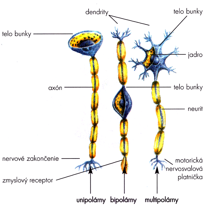 <p>typy neurónov</p>