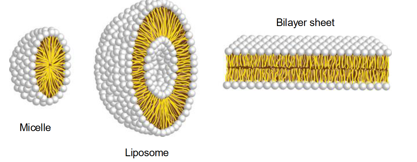 <p>They aggregate to bury their hydrophobic tails away from water while exposing their hydrophilic heads.</p><ul><li><p><strong>Micelles:</strong> Usually formed by fatty acids with a single hydrophobic chain.</p></li><li><p><strong>Liposomes:</strong> Hollow spheres formed by a bilayer.</p></li><li><p><strong>Bilayer Sheets:</strong> Large, stable sheets that form the basis of cell membranes.</p></li></ul><p></p>