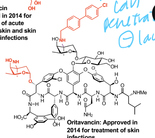 <p>Biphenyl structure</p><p>Vancomycin analogue (more lipophilic, can penetrate both gram NEGATIVE and positive)</p>
