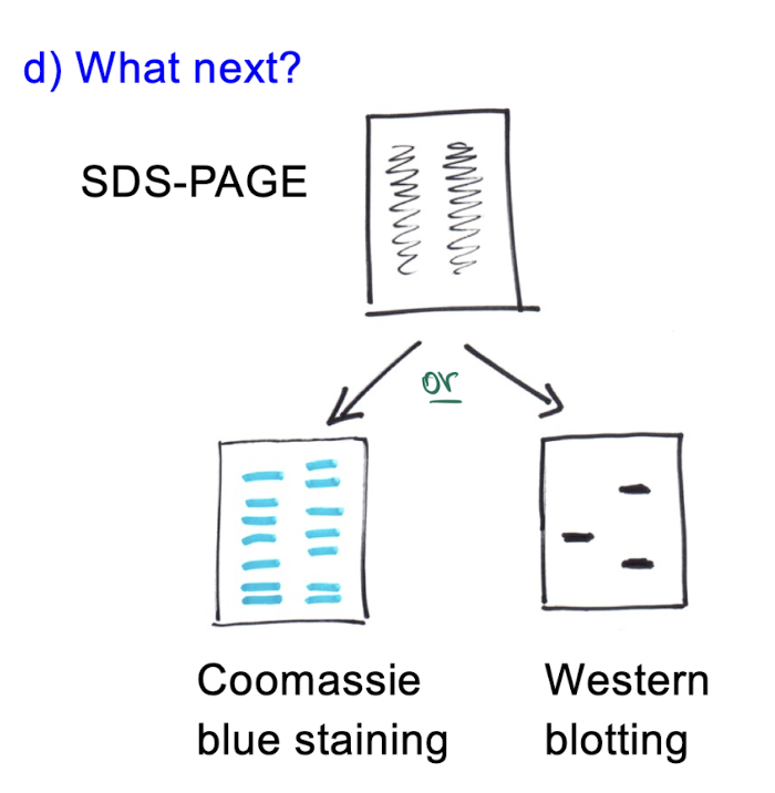 <ol><li><p>coat proteins in SDS ( now have neg. charge)</p></li><li><p>load gel</p></li><li><p>run gel</p></li></ol><ul><li><p>each band represents many proteins of a the same size (large higher, smaller lower to bottom)</p></li></ul><p></p><p>NEXT: coomassie blue staining <u>OR</u> western blotting</p>