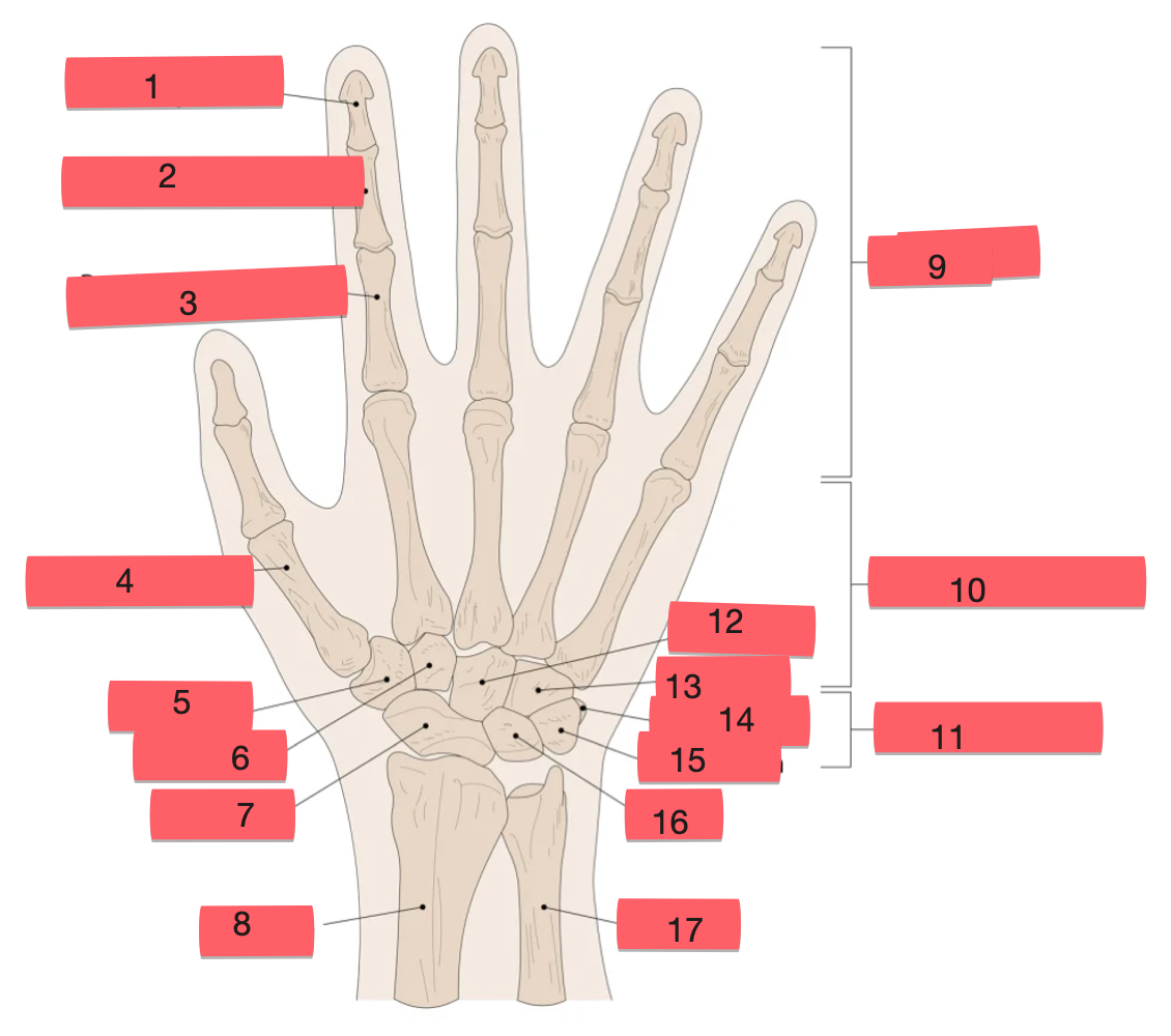 <p>label structure from 11-15</p>