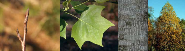 <p>Identify this tree: </p>