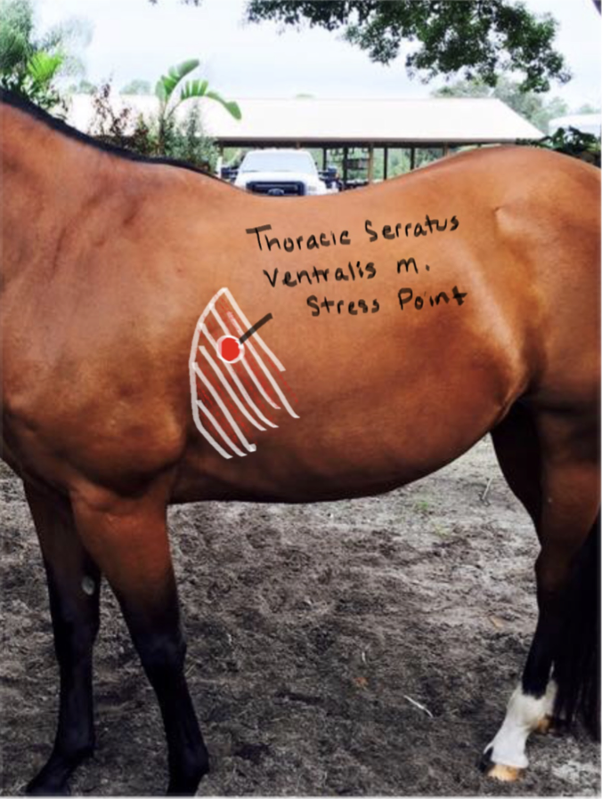 <p>Thoracic Seratus Ventralis muscle; moves scapula backward and allows shoulder joint to come up.</p>