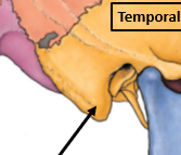 <p>Mastoid Process</p>