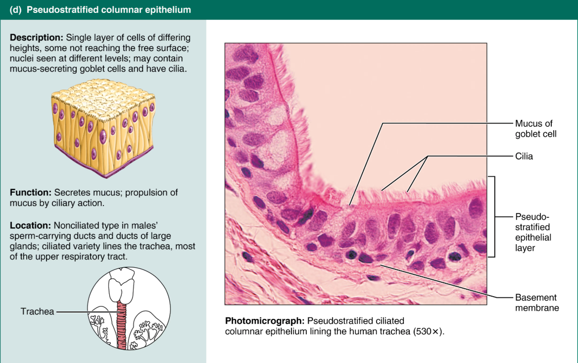 <p>Pseudostratified columnar epithelium</p>