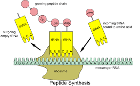 <ul><li><p>each tRNA carries an anticodon complementary to an mRNA codon</p></li><li><p>anticodon pairs with codon (A-U, G-C)</p></li><li><p>tRNA is charged with its amino acid using energy</p></li></ul><p></p>