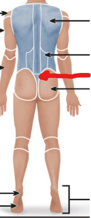 <p>below the lumbar vertebral and between the upper gluteal</p>
