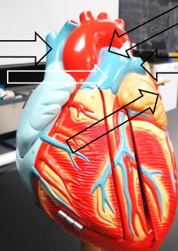 <p>Label this image from top to bottom, right side and then left.</p>