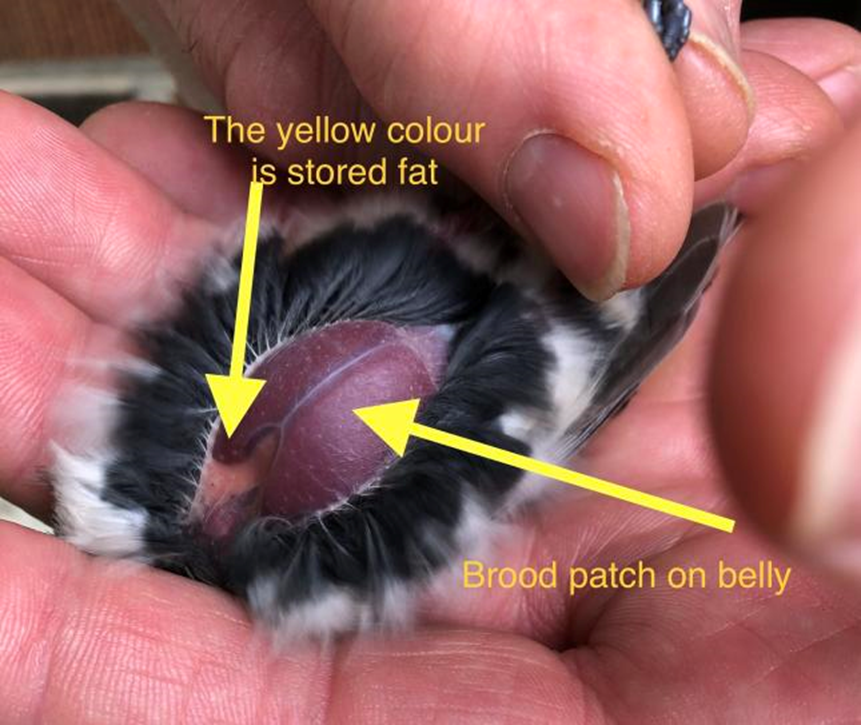 <ul><li><p>feathers occur in tracts separated by bare skin</p><ul><li><p>pterylae = feather tracts</p></li><li><p>apteria = patches of bare skin</p></li></ul></li><li><p>patterns of apteria differ among bird taxa</p></li><li><p><u>brood</u> <u>patches</u> are specialized apteria with dense blood vessels; used for incubation</p></li></ul><p></p>