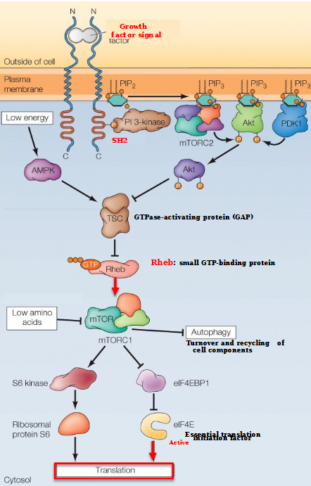 <ol><li><p>Initiated with a growth factor signal binding to the N-terminus of the transmembrane receptor</p></li><li><p>This causes phosphorylation, allowing the SH2 domain to bind PI 3- kinase</p></li><li><p>mTORC2 and PDK1 (all with PIP3) bind to the phosphates on Akt, releasing an AKT subunit that goes and binds to TSC (a GTPase-activating protein)</p></li><li><p>The causes Rheb - a small STP-binding protein - to attach to mTORC1. </p></li><li><p>mTORC1 stimulates translation by phosphorylating eIF4E-BP1, relieving inhibition of an essential translation initiation factor eIF4E</p></li><li><p>In addition, mTORC1 inhibits autophagy by phosphorylating 2 of the Atg proteins required for autophagosome formation (S6 kinase and ribosomal protein S6)</p></li></ol><p></p>