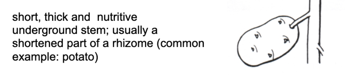 <p>Type of vegetative structure</p>