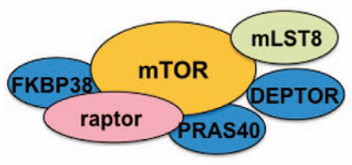<p>MTOR1</p>