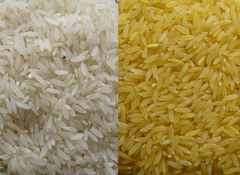 <p>tinh bột</p>