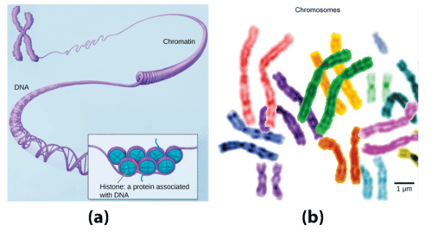 <p>chromosomes</p>