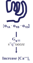 <p>What G-protein is α1 coupled to, and what is its effect?</p>
