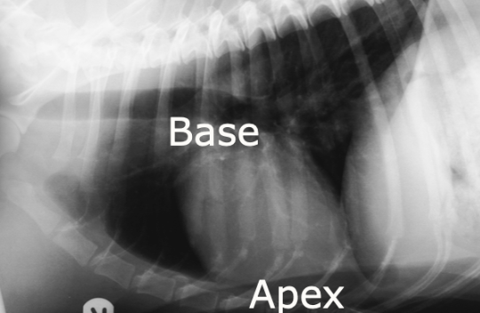 <p>What does this radiograph show?</p>
