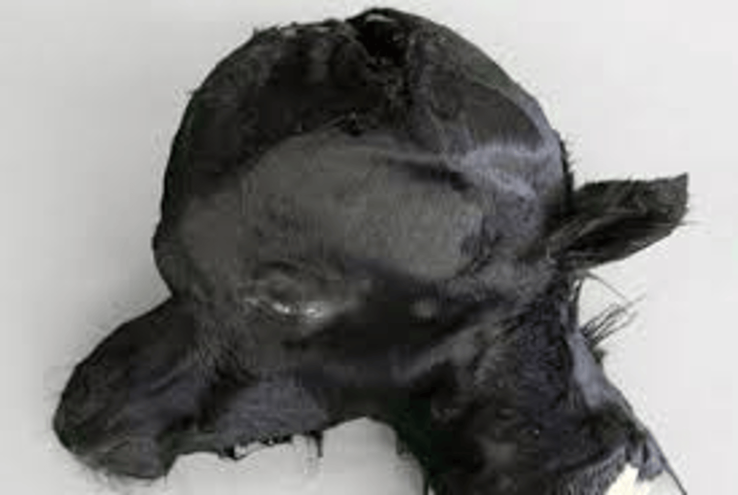 <p>Breed affected: Friesian </p><p>Appearance: fluid accumulation in the head</p><p>-recessive lethal</p><p>Test: N/A</p>