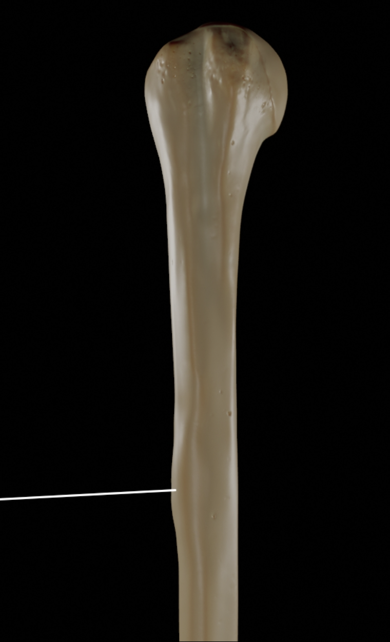 <p>Deltoid muscle attachment. <strong>(Humerus)</strong></p>