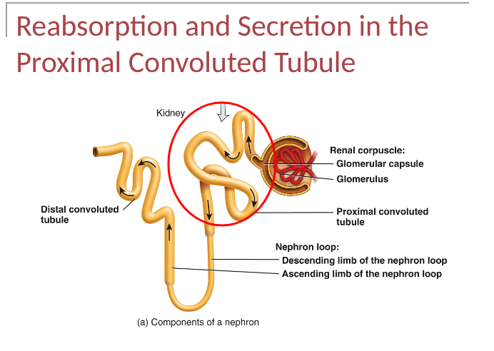 <p>renal tubule and collecting duct use osmosis for water reabsorption, abt 90% of filtered water is reabsorbed by kidneys occurs with reabsorption of solutes (obligatory water reabsorption), reabsorption of final water (facultative water reabsorption) based on need and occurs in collecting ducts and regulated by ADH</p>