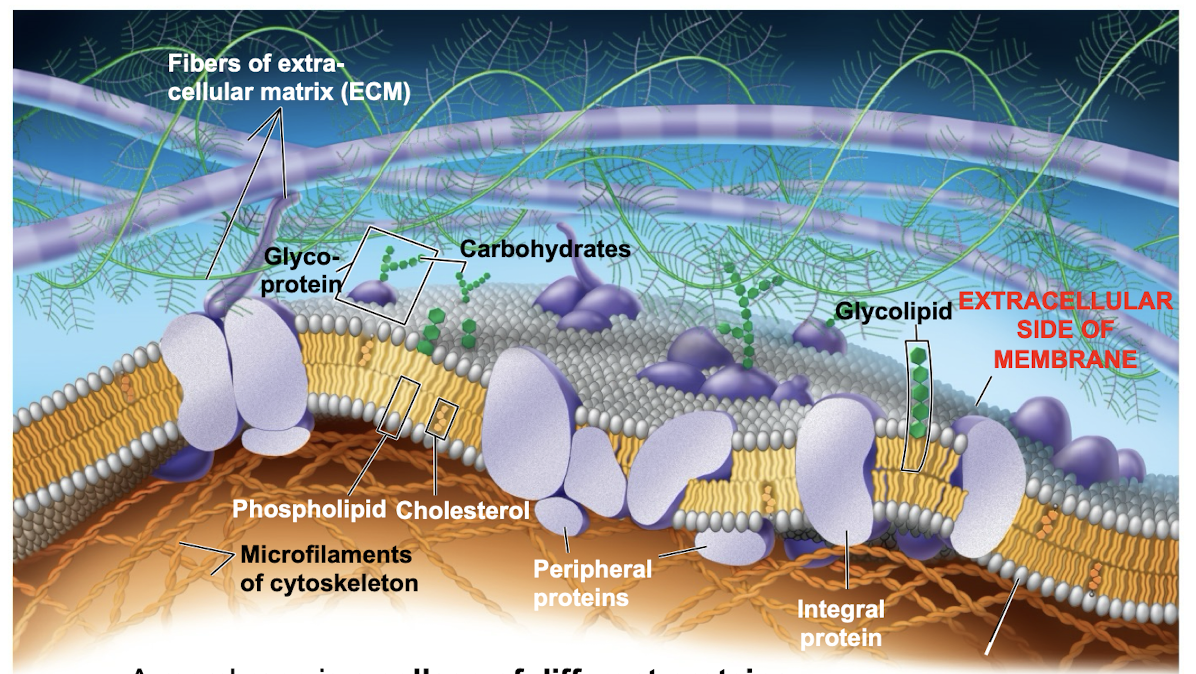 <p>mosaic of protein molecules bobbing in a fluid bilayer of phospholipids </p><ul><li><p>Mosaic model allows for proteins to shift/move in cell membrane due to the rearrangement of phospholipids</p></li></ul><p></p>