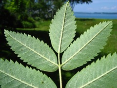 <p>European Mountainash</p>