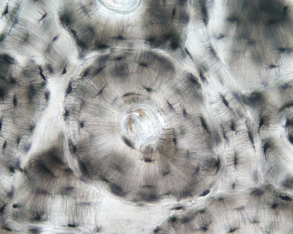 <p>Identifica el tejido</p>