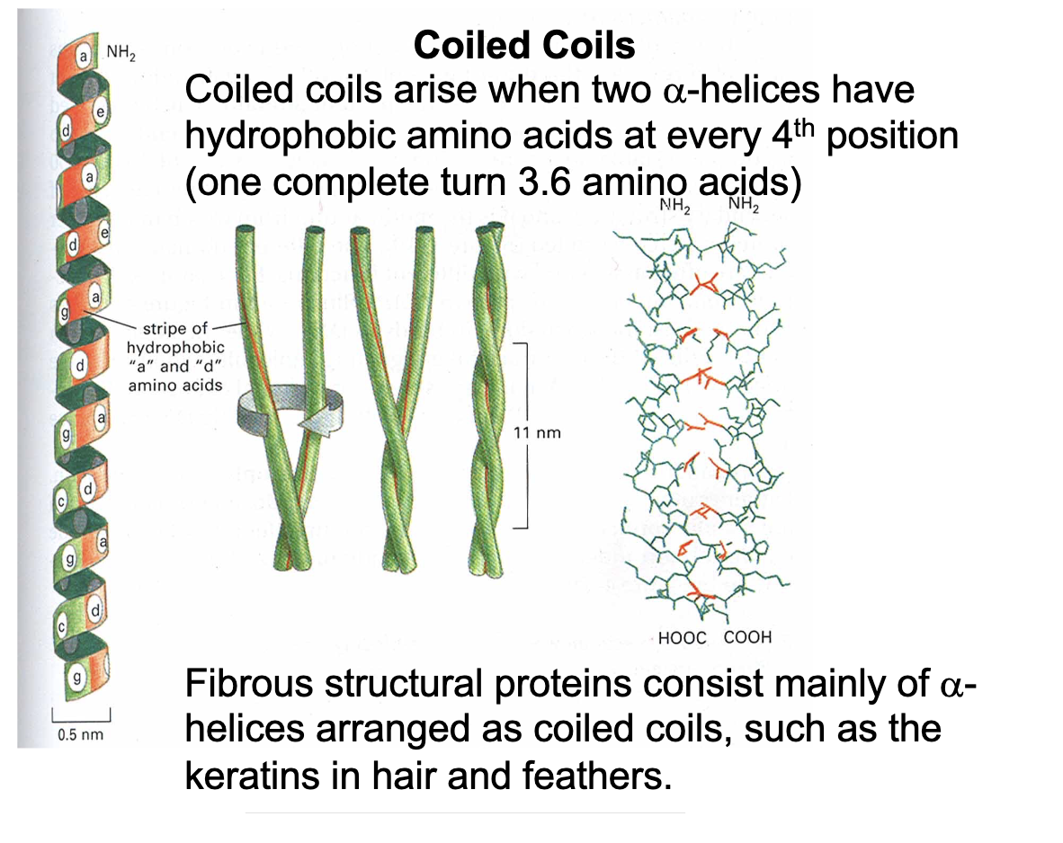 <p>Two <span><span>α-helices have hydrophobic amino acids at every 4th position (which are facing towards each other)</span></span></p><p>thermodynamically favorable because it “minimally’ inter-fears with the hydrogen bonds in the surrounding the protein in a (watery) solution - so its just the “most favorable”</p>