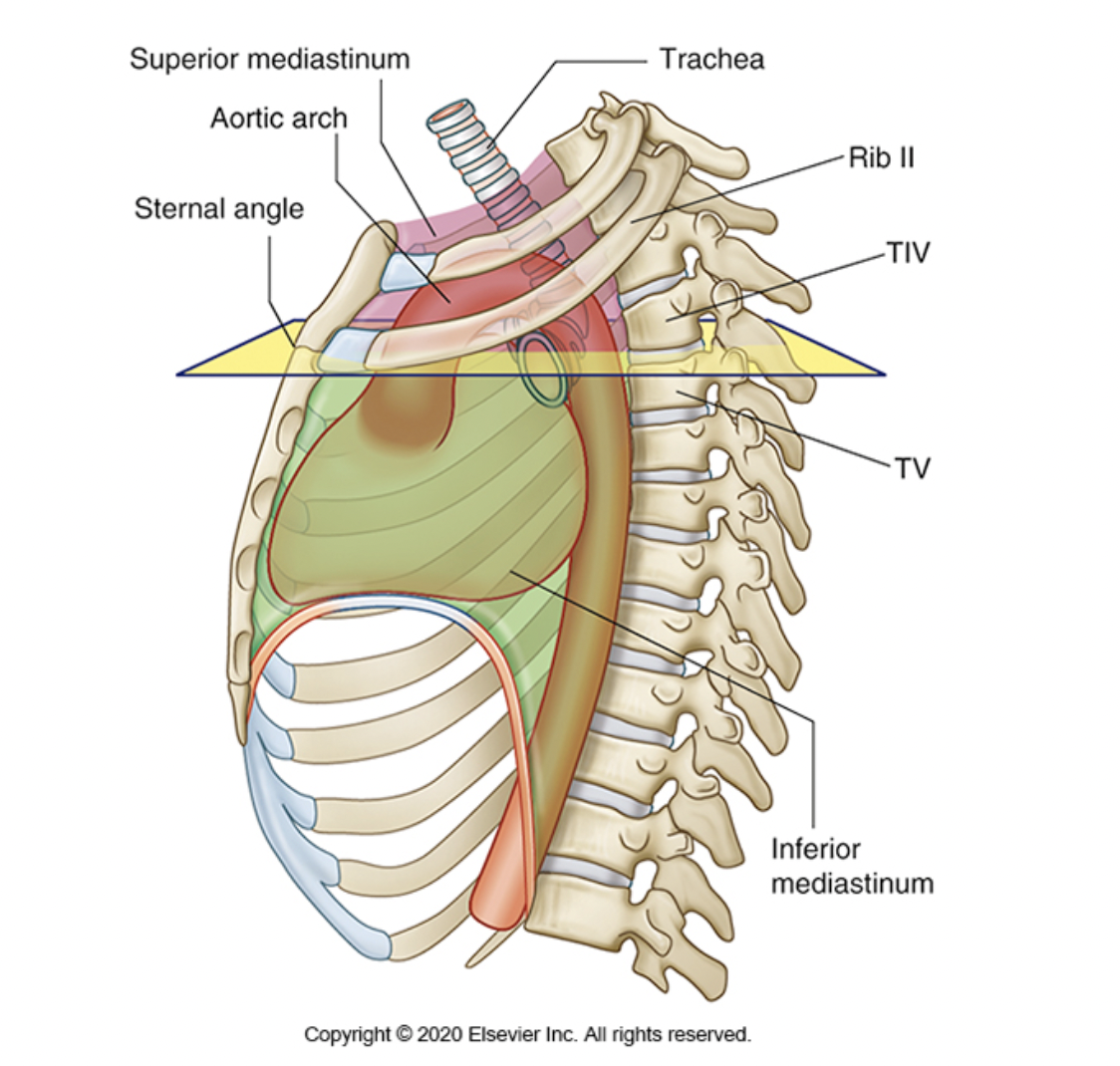 <p><span><span>the joint between the manubrium (top part) and the body (middle part) of the sternum</span></span></p>