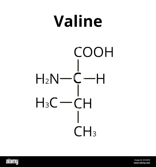<p>A branched-chain, nonpolar amino acid with an isopropyl side chain. Valine plays a significant role in protein structure and is often involved in hydrophobic interactions. </p>