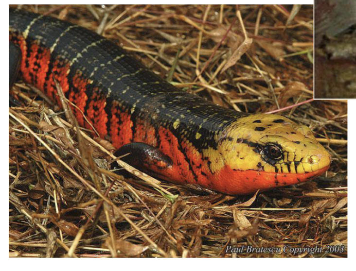<p>Member of Diplossa </p><p>Diploglossus: <strong>giant alligator lizards</strong> in the West Indies and tropical Latin America</p>