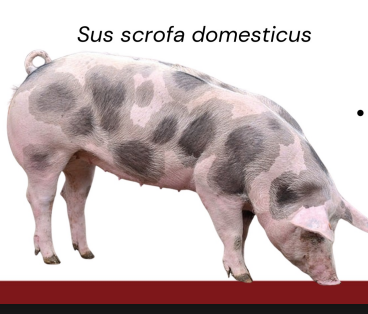 <ul><li><p>Belgium</p></li><li><p>High percentage of lean meat, used widely in crossbreeding to improve carcass quality, good feed conversion</p></li><li><p>very sensitive to heat and stress, poor mothering ability, low fertility and milk production</p></li></ul><p></p>
