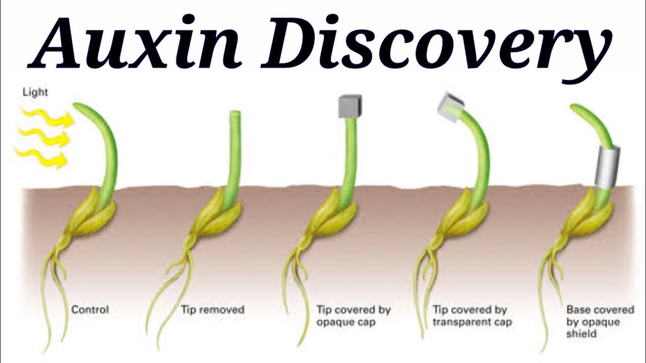 <p><span style="background-color: transparent;">modified leaf that forms sheath protecting emerging shoots of young plant</span></p><p></p>