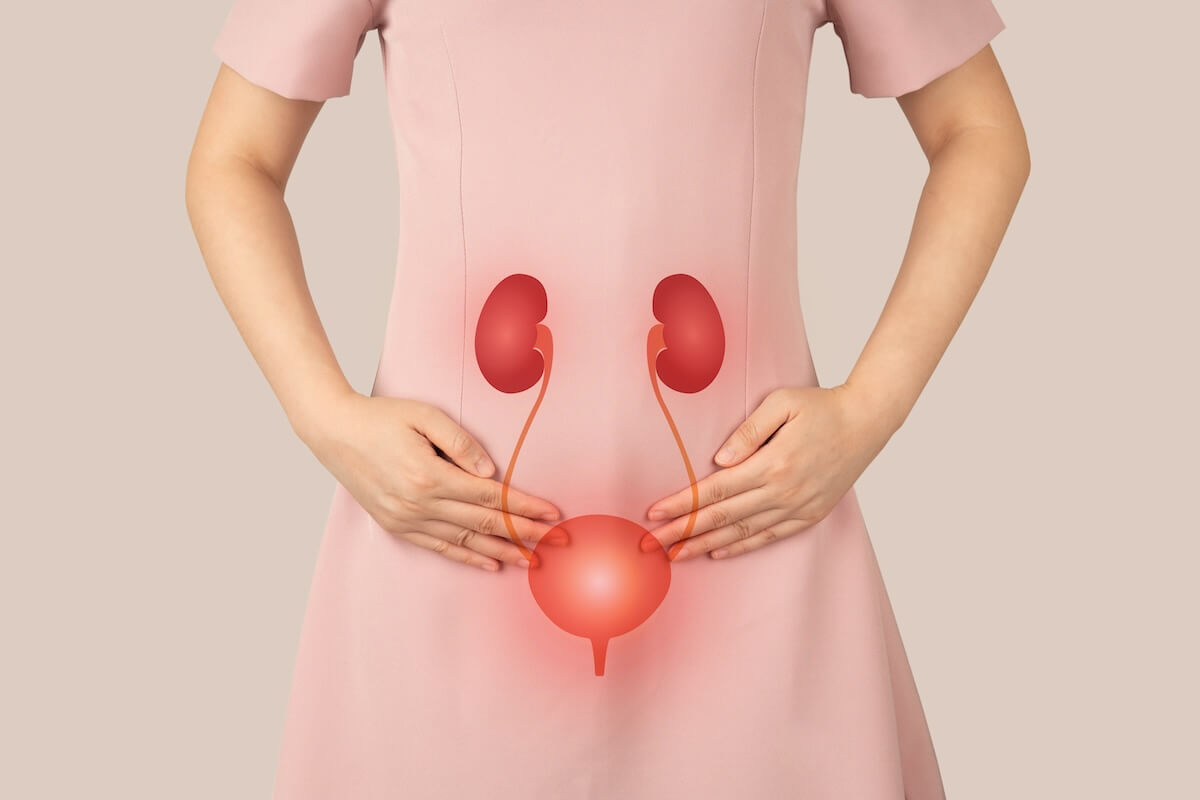 <p>stores urine prior to urination</p>
