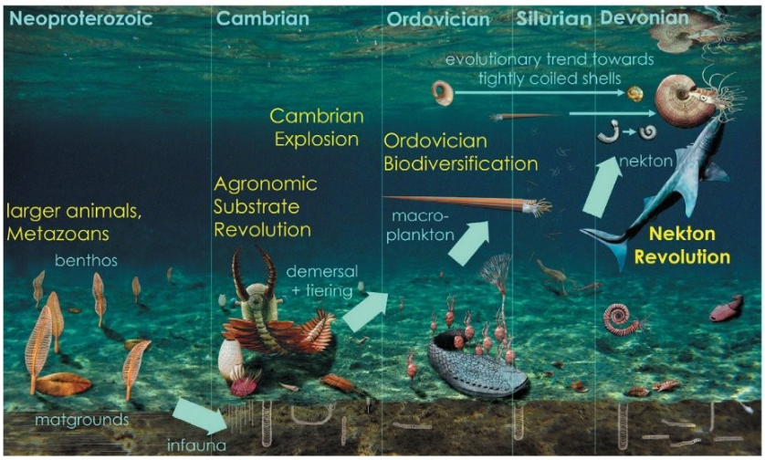 <p>Evolution of new body plans and ecologies drove huge macroecological and macroevolutionary changes from the <u>Ediacaran through the Devonian</u></p><ol><li><p>Ediacaran fauna</p></li><li><p>Small shelly fauna</p></li><li><p>Cambrian explosion</p></li><li><p>Great Ordovician biodiversification</p></li><li><p>Nekton revolution</p></li></ol><p></p>