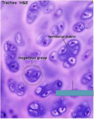 <p>Identify the type of group</p>