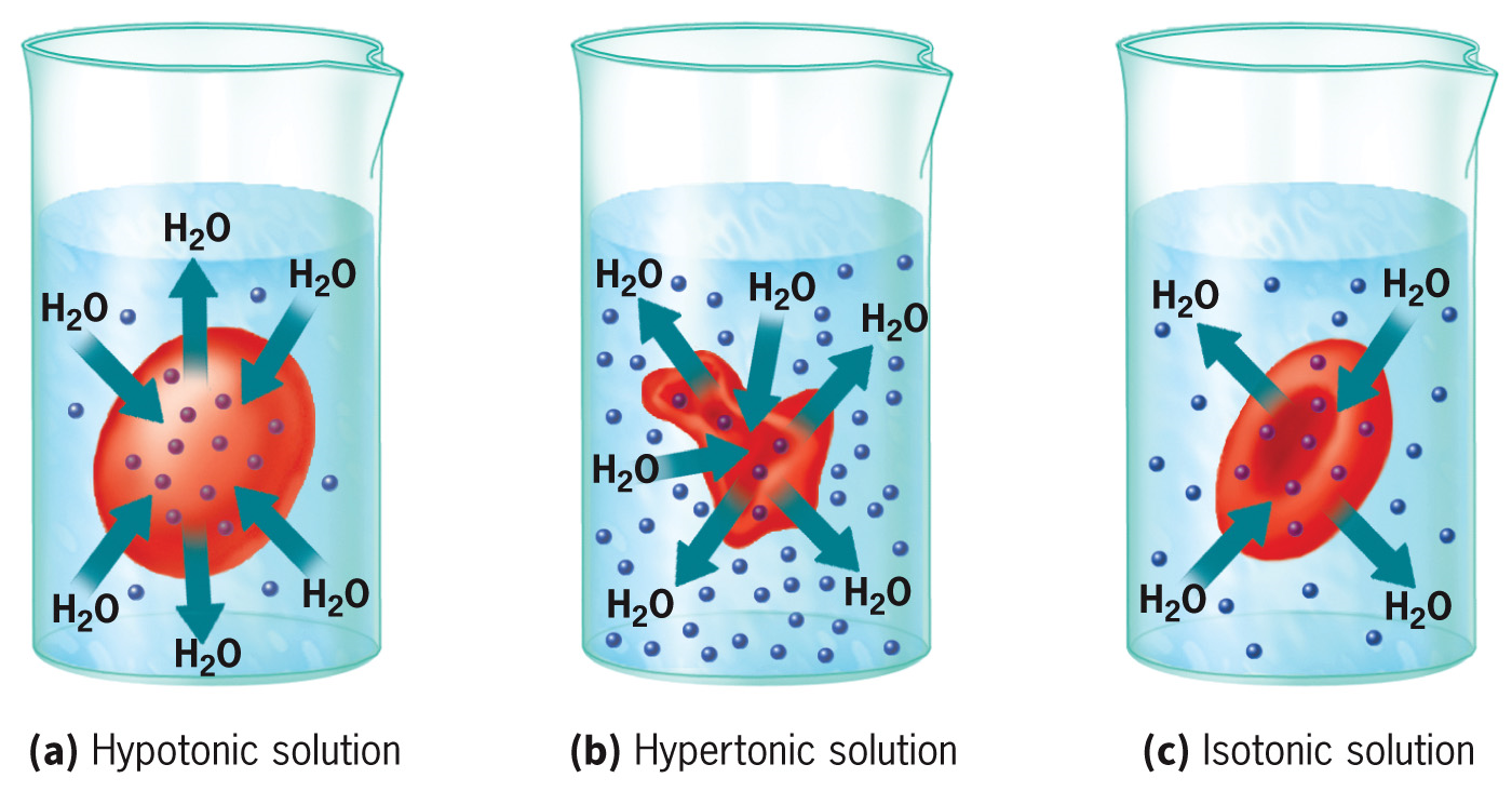 <p><span>What happens when a cell is exposed to a hypotonic solution?</span></p>